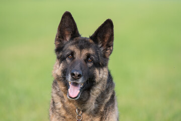 Deutscher Schäferhund