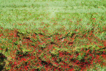 aerial view of red poppy field