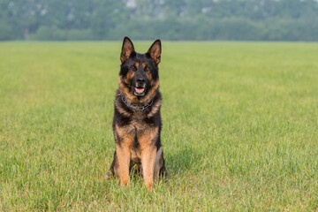 Deutscher Schäferhund