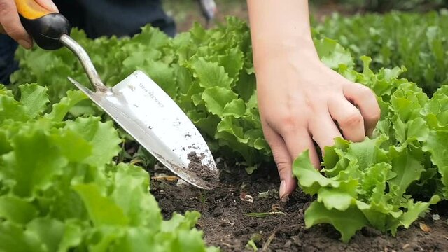 Slow motion shot of female farmer removing weeds from garden with growing fresh salad