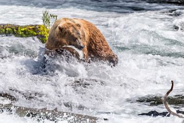 Large Brown Bear catching a salmon in river at Katmai National Park