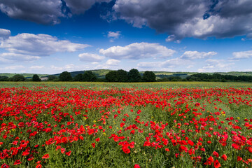 aerial view of red poppy field