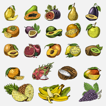 set of hand drawn, engraved fresh fruits, vegetarian food, plants, vintage orange and apple, grape with coconut, gragonfruit, pear, peach, plum.
