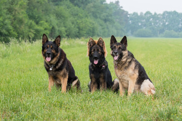 Deutsche Schäferhunde