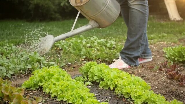 Slow motion video of young woman watering garden patch with growing green salad