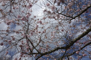 branches de cerisiers