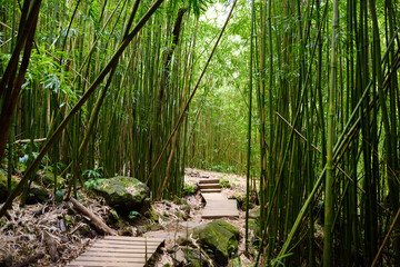 Path through dense bamboo forest, leading to famous Waimoku Falls. Popular Pipiwai trail in...