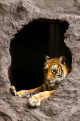Fototapeta premium Royal Bengal tiger - Panthera tigris tigris