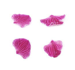 Single orchid flower petal isolated