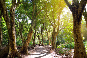 Beautiful path through tropical rain forest leading to Honolua Bay beach, Maui, Hawaii