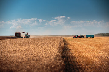 Naklejka premium Combine harvester agriculture machine harvesting golden ripe wheat field