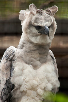 American Harpy Eagle - Harpia Harpyja