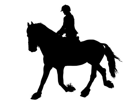Silhouette of Female Rider on Lipizzaner horse