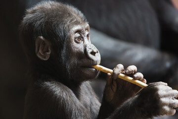 Cute little gorilla baby plays with a stick