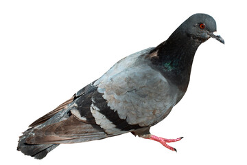 Pigeon isolated on white background