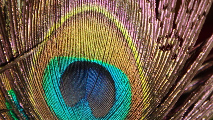 Peacock Feather Close Up Background