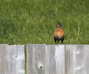 Robin