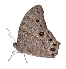 Fototapeta premium Butterfly brown isolated on white background