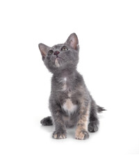 kitten  on a white background