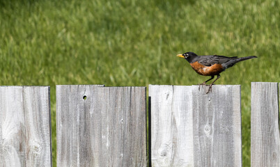Robin