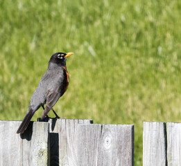 Robin