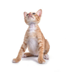 Kitten isolated on white background