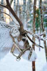 Reindeer in winter forest in Lapland Finland