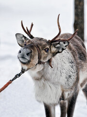 Reindeer in winter farm in Finland