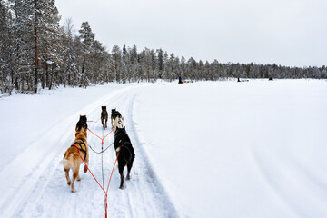 Fototapeta na wymiar Husky sledge Lapland of Finland