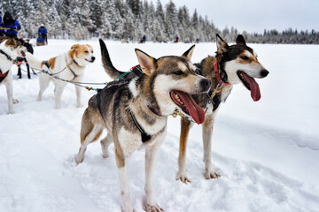 Husky in sledge Lapland Finland