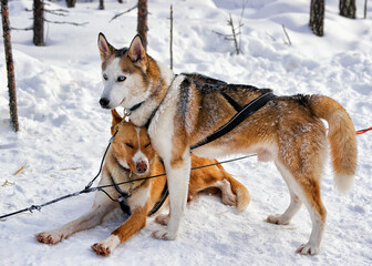 Husky dogs in sledge in Lapland Finland