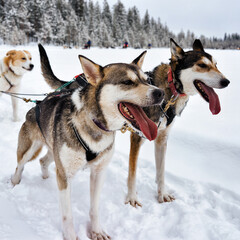 Husky dogs in sledding in Lapland Finland