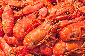 Steamed fresh red lobsters. Pile at a traditional New England lobster bake on the beach. Close up detail - 157473547