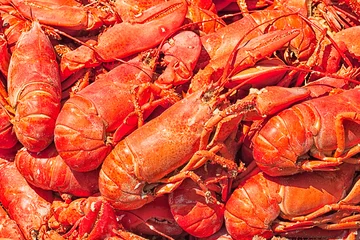 Plexiglas foto achterwand Steamed fresh red lobsters. Pile at a traditional New England lobster bake on the beach. Close up detail © Crin