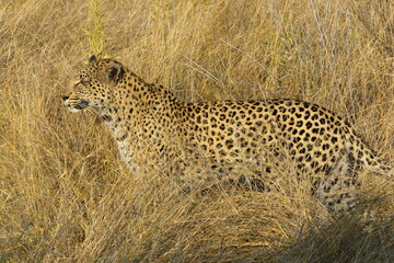 Young female leopard looking for animals to hunt in Pom-Pom Island private game reserve, Okavango delta, Botswana, Africa.