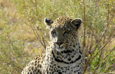 Young female leopard looking for animals to hunt in Pom-Pom Island private game reserve, Okavango delta, Botswana, Africa.