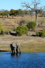 African elephant walks through the waters of Chobe river in the  Serondela area of Chobe National Park, Botswana, Africa.