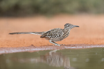 Greater Roadrunner
