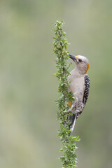 Golden Crested Woodpecker