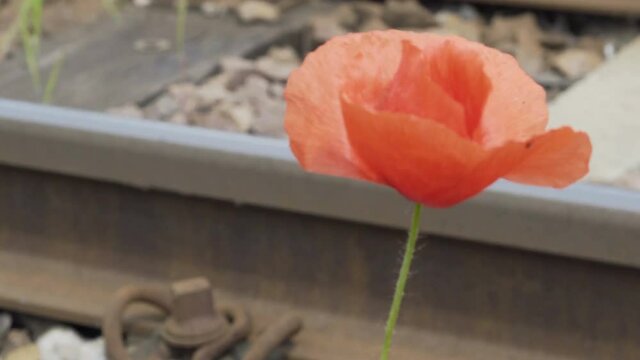 Pull focus shot between train tracks and a common poppy which is the symbol of remembrance for the fallen soldiers during the wartime of World War one.