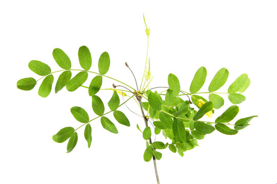 Branch of Siberian pea-tree or caragana with green leaves isolated on white background