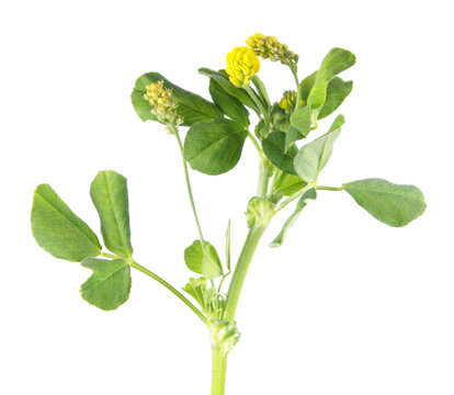 Hop trefoil (Medicago lupulina) isolated on white background. Medicinal plant