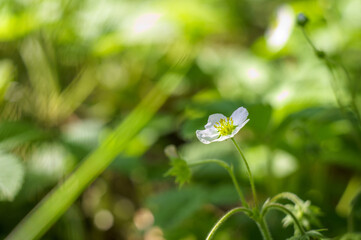 Obraz premium blossom strawberry macro photo in the morning summertime