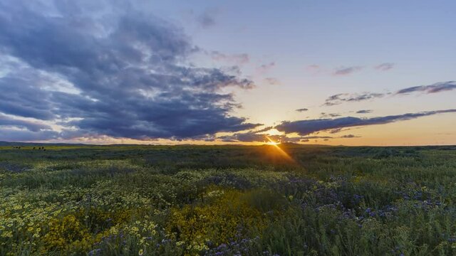 4K sunset timelapse of field of wildflower at Carrizo Plain, California