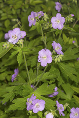 Wild geranium flowers in bloom at Valley Falls Park, Connecticut