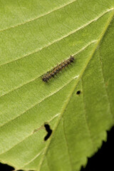 Young gypsy moth caterpillar at Valley Falls Park, Connecticut