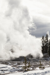 Winter, Upper Geyser Basin, Yellowstone NP