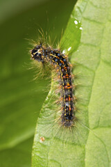 Gypsy moth larva on a leaf at Valley Falls Park, Connecticut