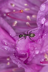 Carpenter ant inside lavender rhododendron flower in South Windsor, Connecticut.