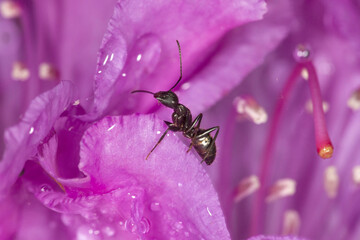 Carpenter ant inside lavender rhododendron flower in South Windsor, Connecticut.